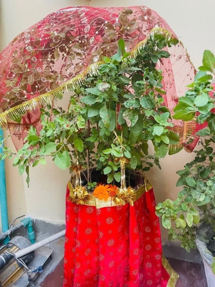 kya tulsi ko chunari chadhana sahi hai