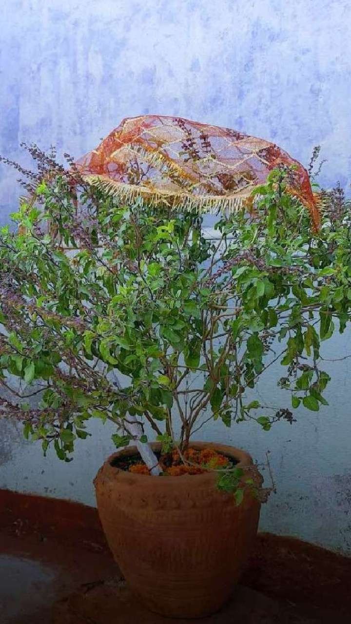kya tulsi ko chunari chadhani chahiye