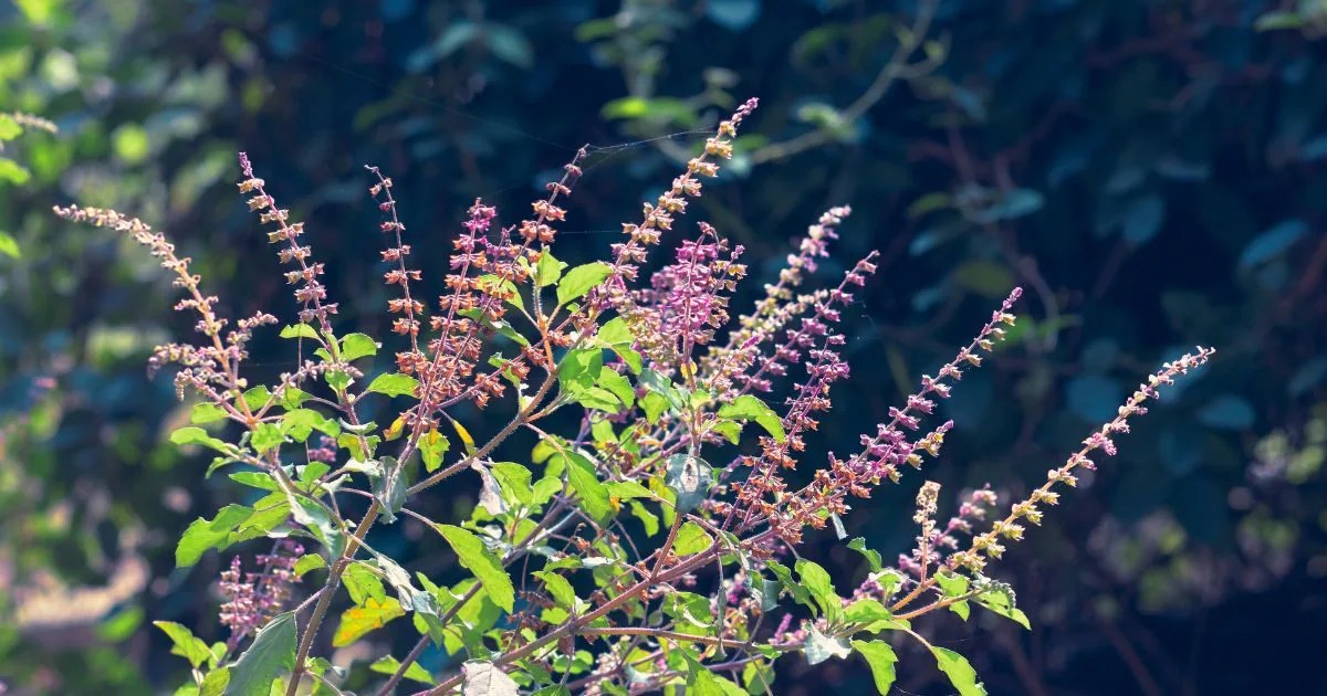 tulsi ki manjari ko todne ke baad uska kya kare