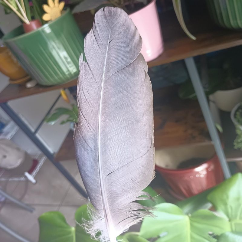 kabutar ke pankh ka sir pr girna kaisa hota hai