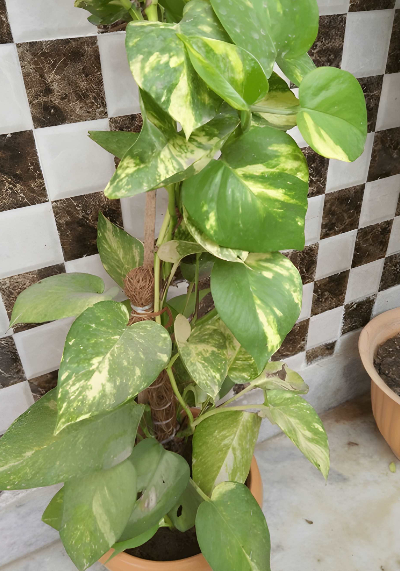 money plant care tips