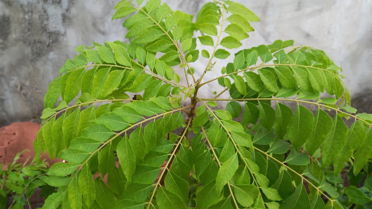 curry plant ki growth increase karne ka aasan tarika