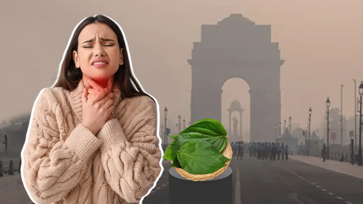 betel leaf remedy for cough cold and throat infection