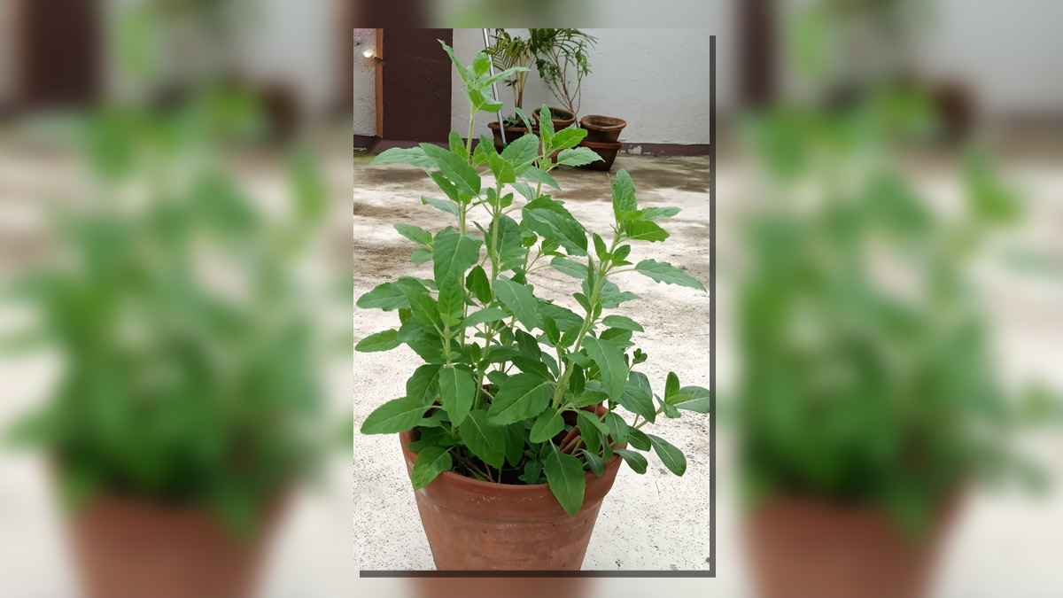 सर्दी के मौसम में Tulsi की पत्तियों में लगने लगे हैं काले कीड़े, तो इन Gardening Hacks से मिनटों में करें दूर
