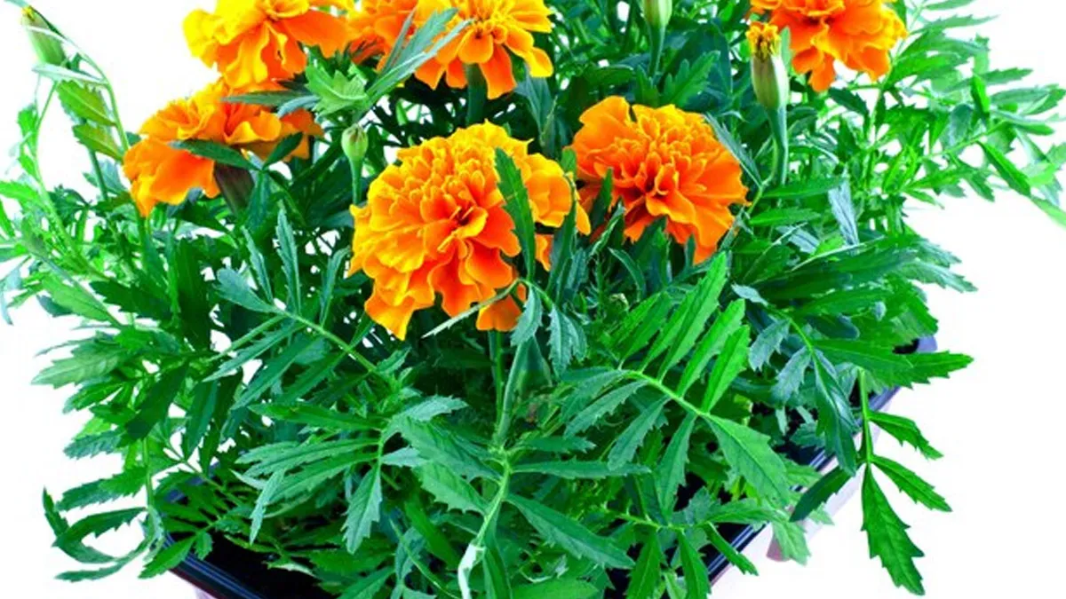 genda flower care tips