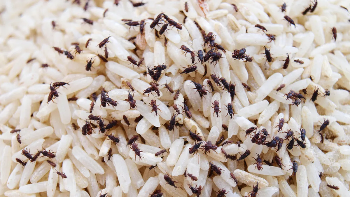 chawals e keede kasie nikalen