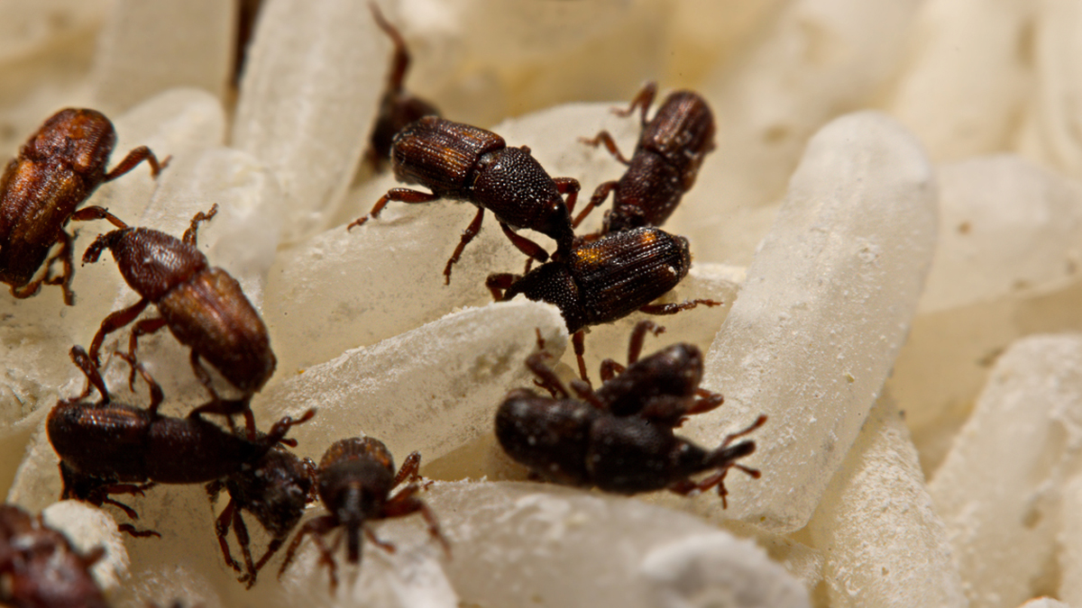 how to remove bugs from rice