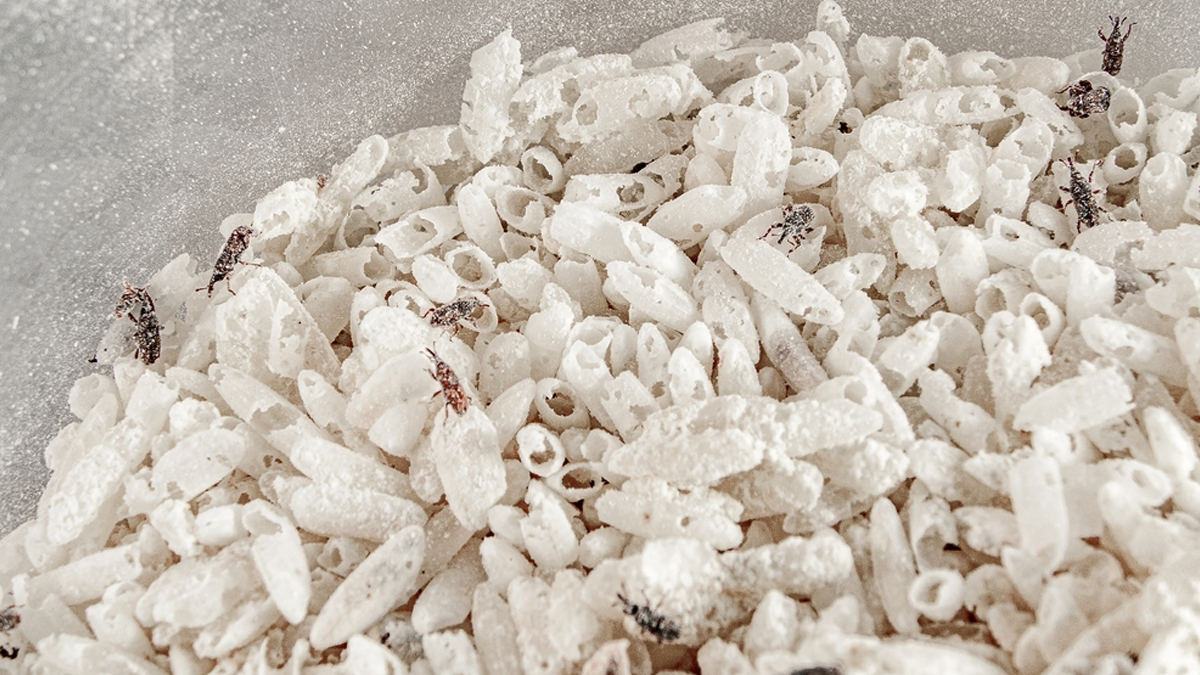 how to remove insects from chawal