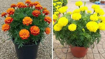 winter marigold flowering
