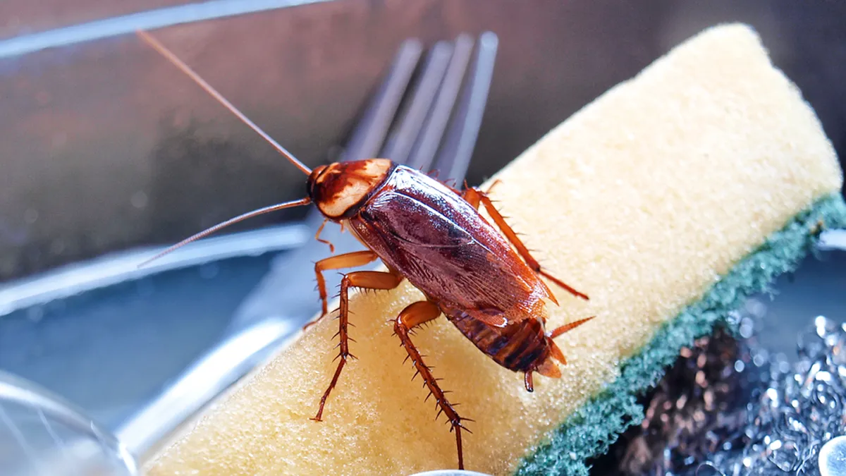 tilchatta bhagane ka sasta tarika