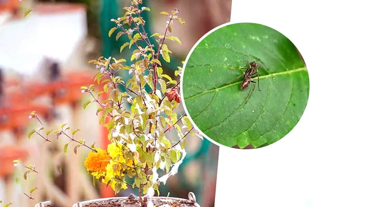 Tulsi ke paudhe ki dekhbal kaise kare