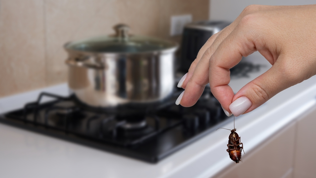 home remedy for cockroaches