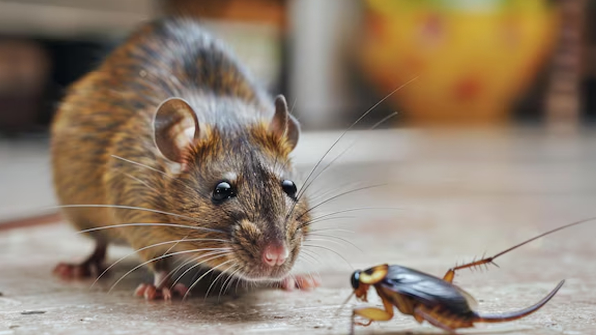 tilchatta bhagane ka sasta tarika