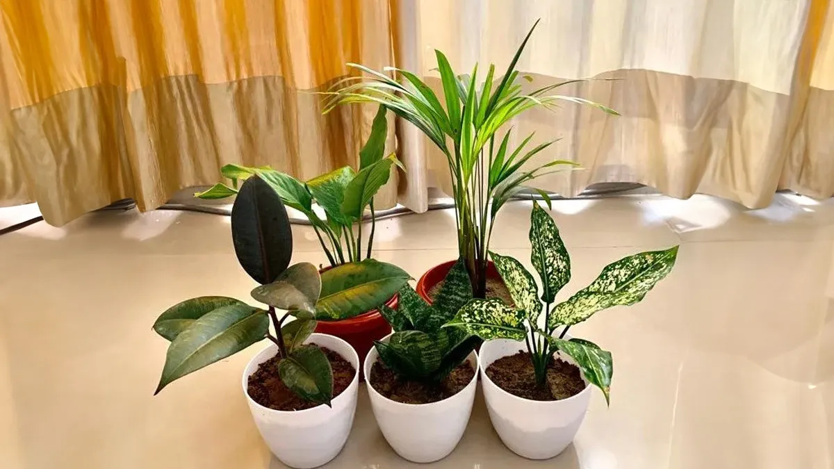 how to clean polluted home air without an air purifier