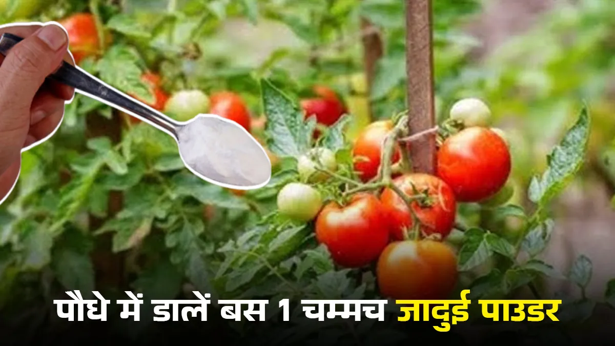 how to use egg shell powder in tomato plant