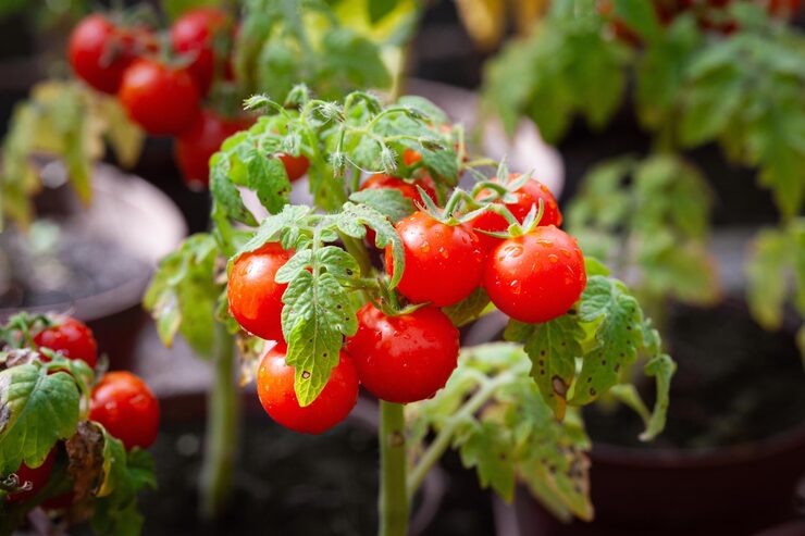 how to use egg shell powder in tomato plant1