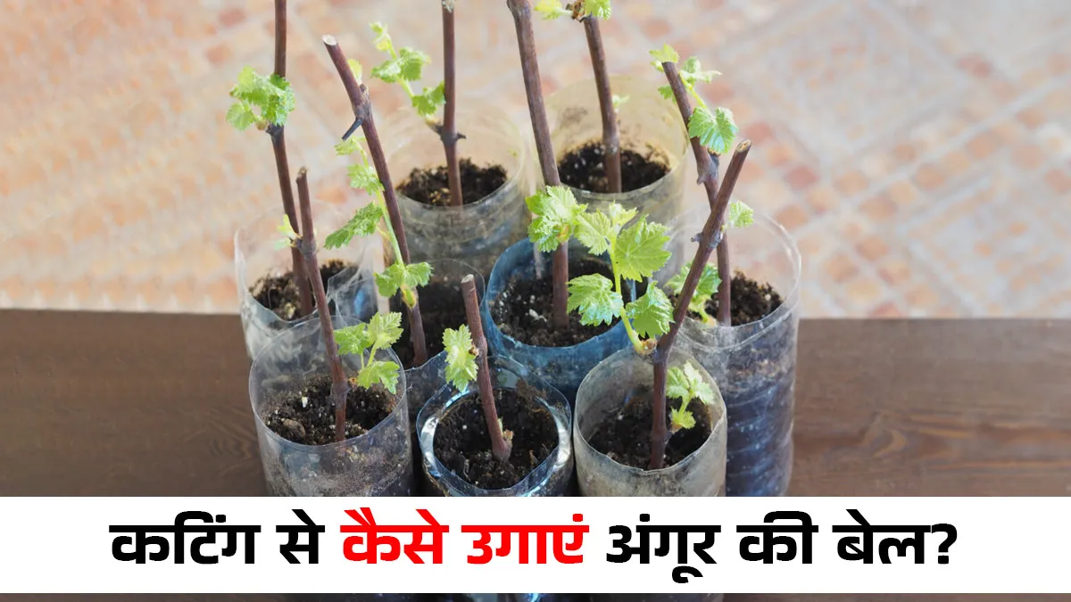 how to plant a grape vine