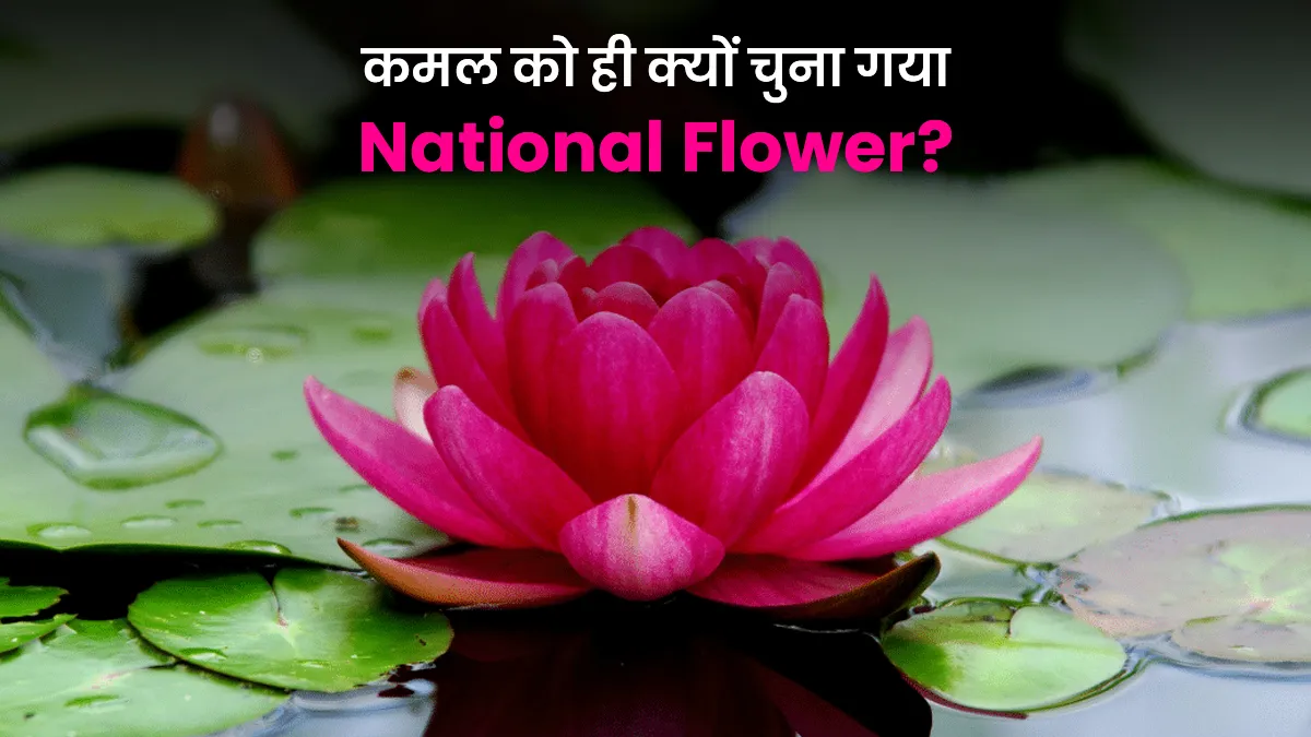 kamal ko national flower kyu kaha jata hai