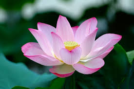 Buddhist lotus flower meaning
