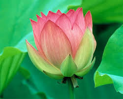 Why lotus is national flower of India