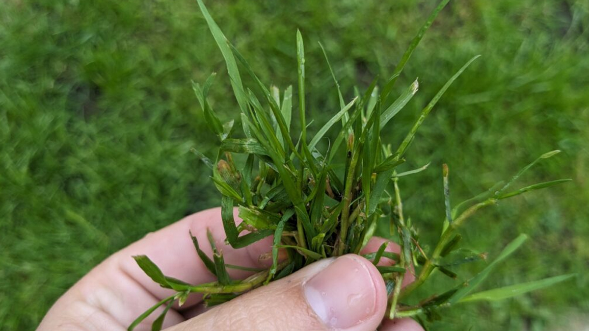 budhwar ke din ghar mein ghaas rakhne ka mahatva