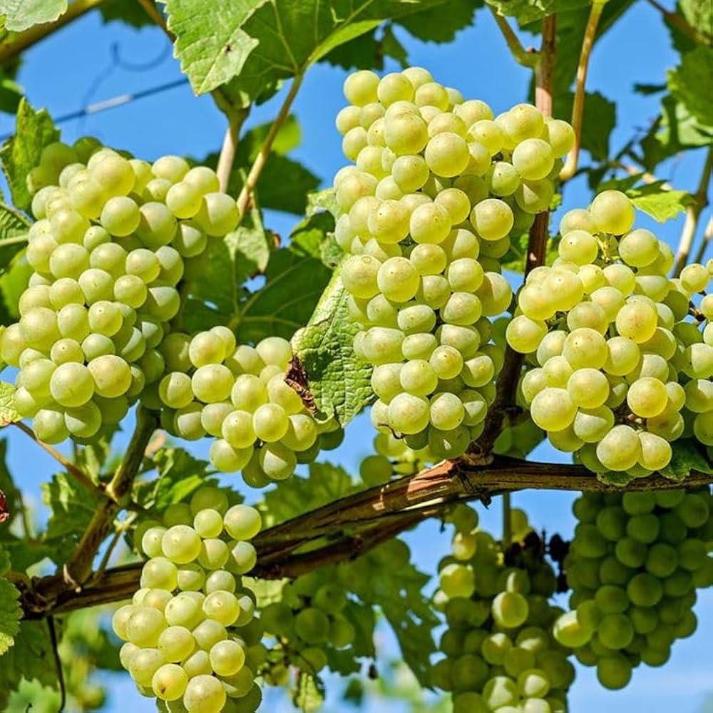how to plant a grape vine
