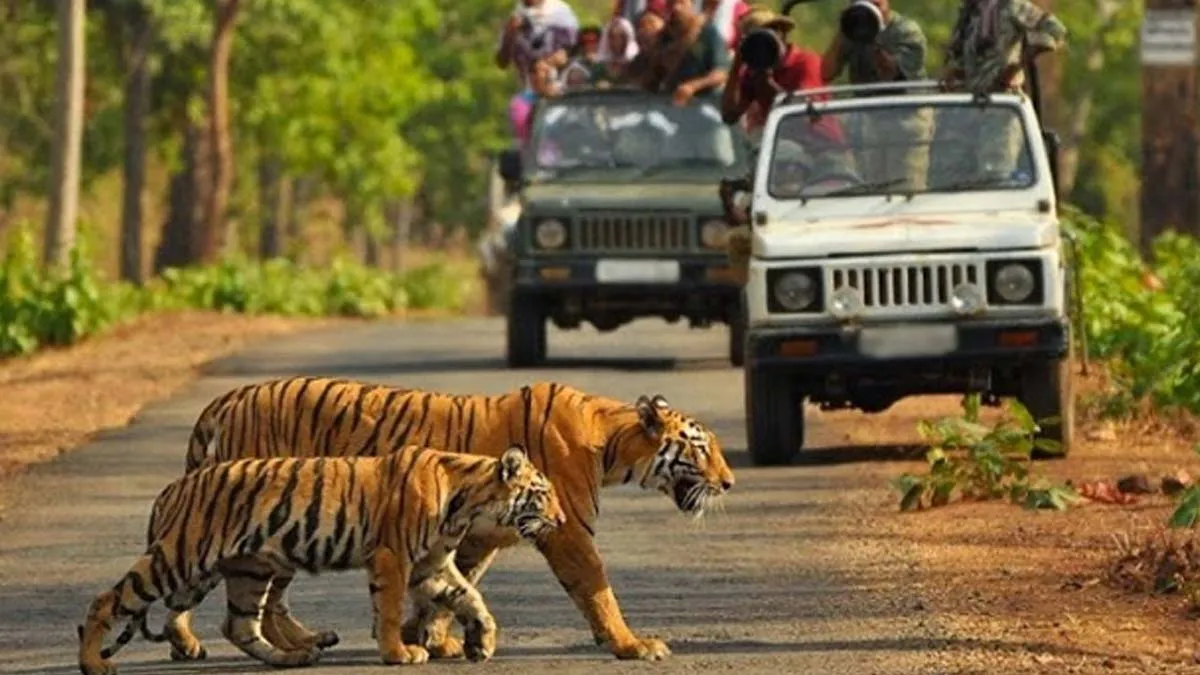 top 5 jungle safari in india to visit in winter season