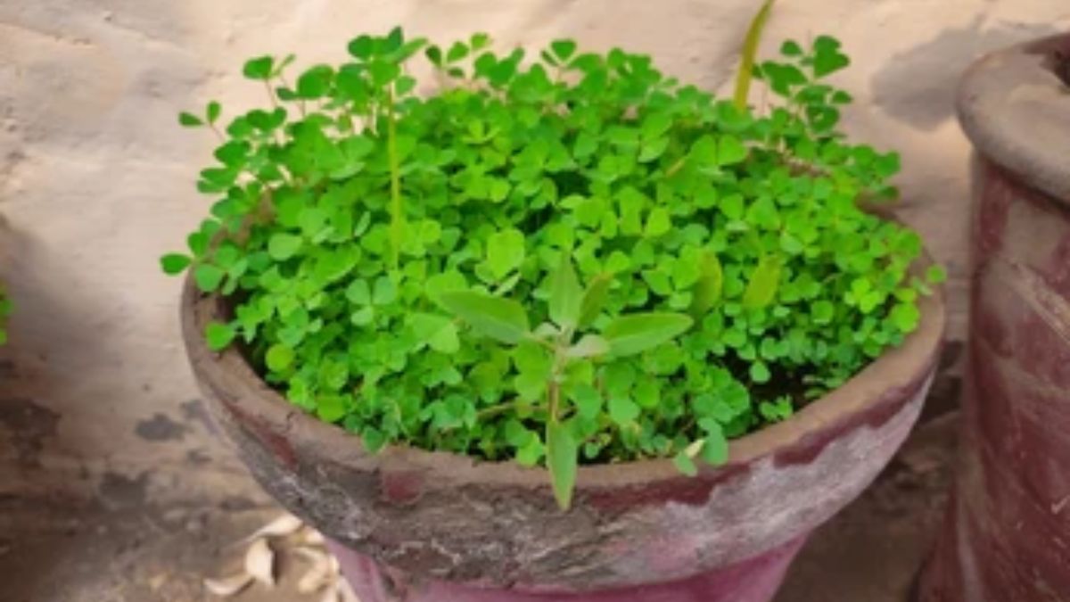 सर्दियों में छत पर इन आसान तरीकों से उगाएं मेथी, 10 द‍िन में ही काटने लायक हो जाएंगी पत्त‍ियां