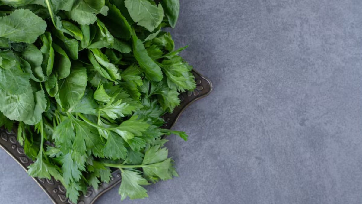 how to grow methi plant at home (2)