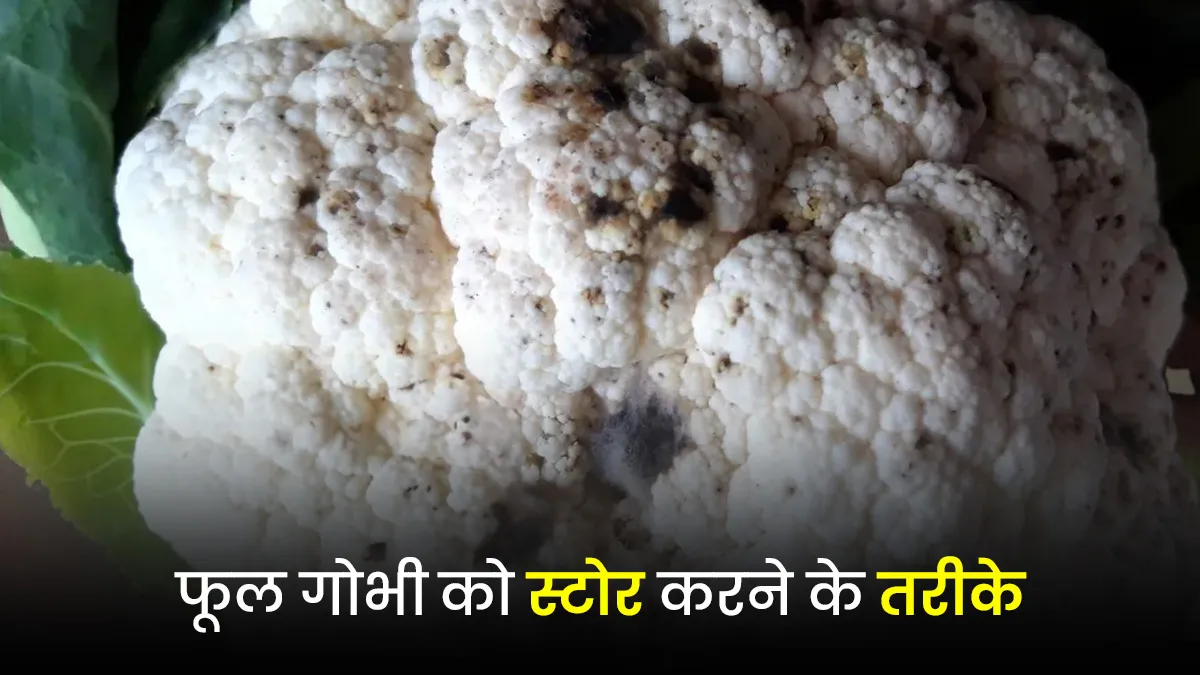 phool gobhi ko kaise store kare