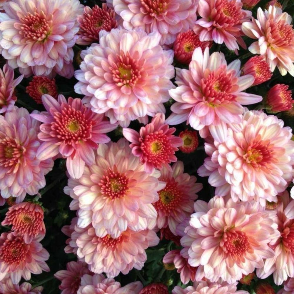 INS - 2025-12-11T214255.531