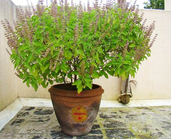 best-ways-to-plant-tulsi