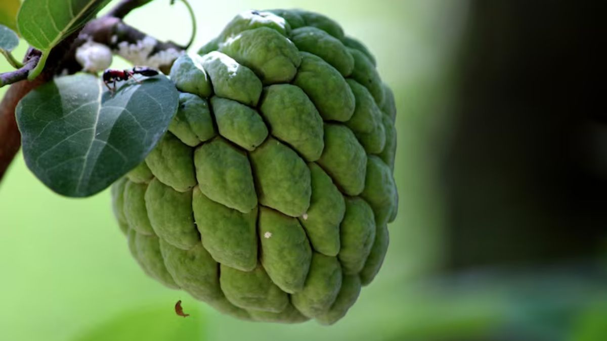 how to remove sitaphal seeds quickly (1)