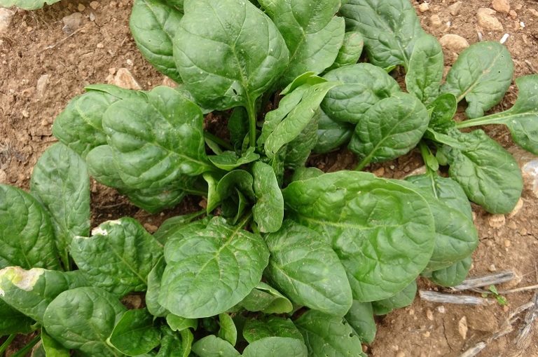spinach harvesting tips