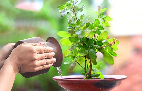 Jal on tulsi plant