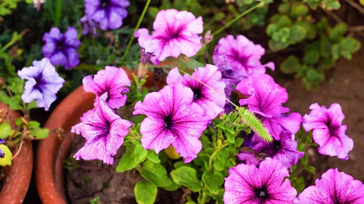 Petunia plant lagane ka sahi samay kya hai