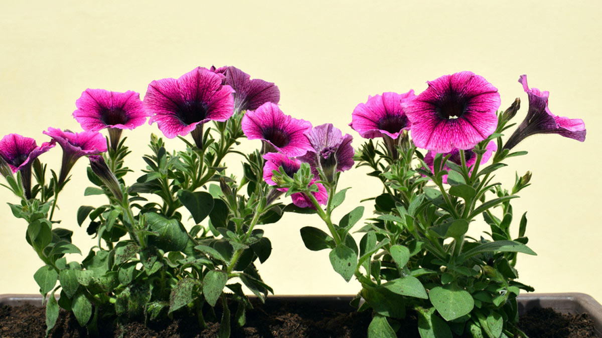 Petunia plant fertilizer
