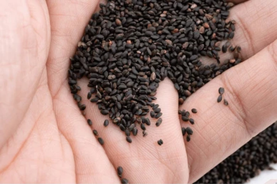 black sesame donation