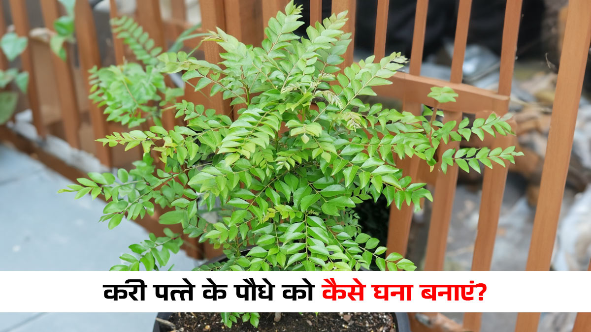 करी पत्ता होगा घना और खुशबूदार, महीने में एक बार इस तरीके से करें खट्टी छाछ का इस्तेमाल; सूखती टहनियों में भी आ जाएगी जान