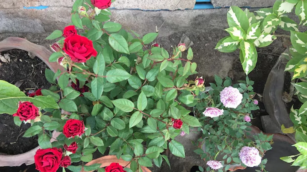 Best fertilizer for winter roses