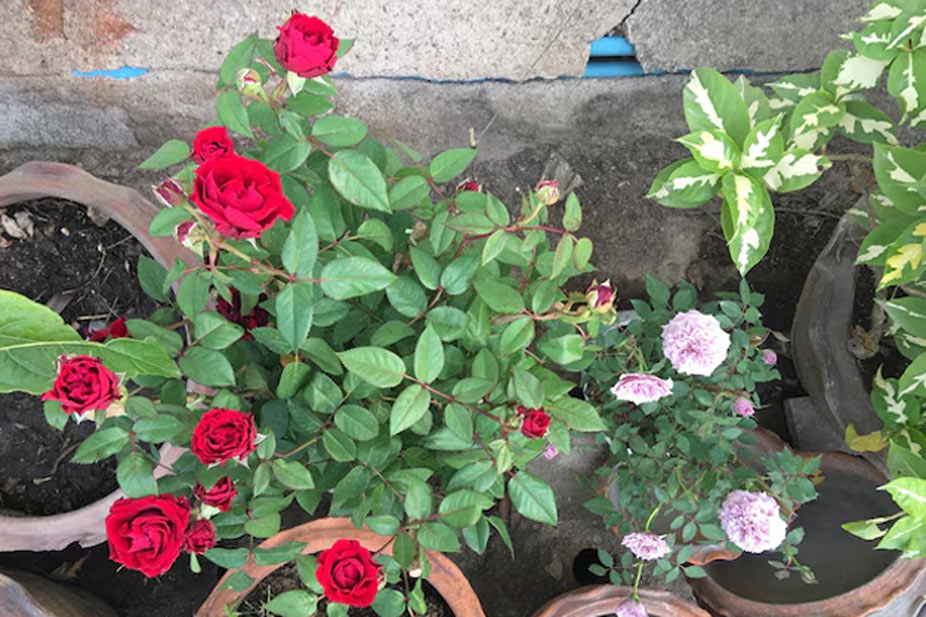 How to keep roses alive in the winter