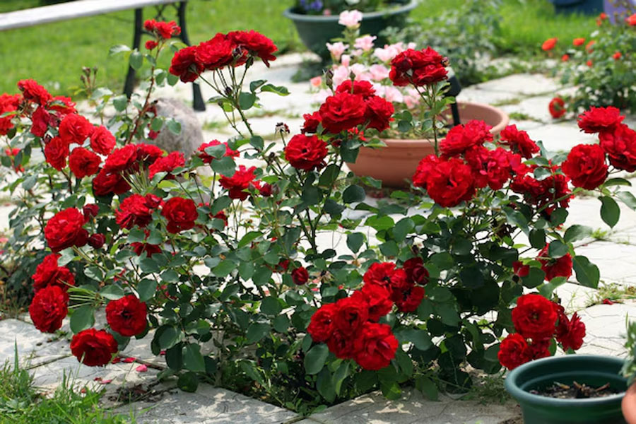 How to take care of rose plants during winter
