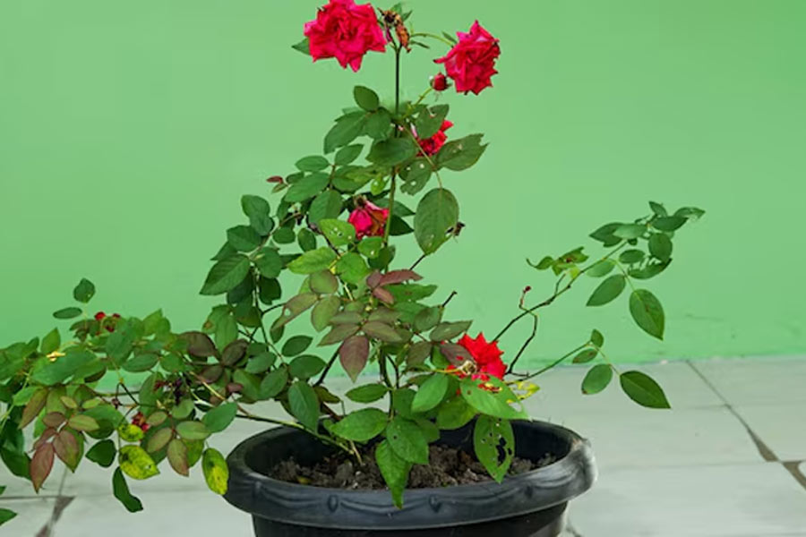 White rose plant care tips during winter season