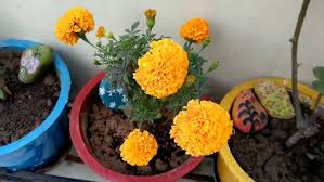 Marigold plant care Tips