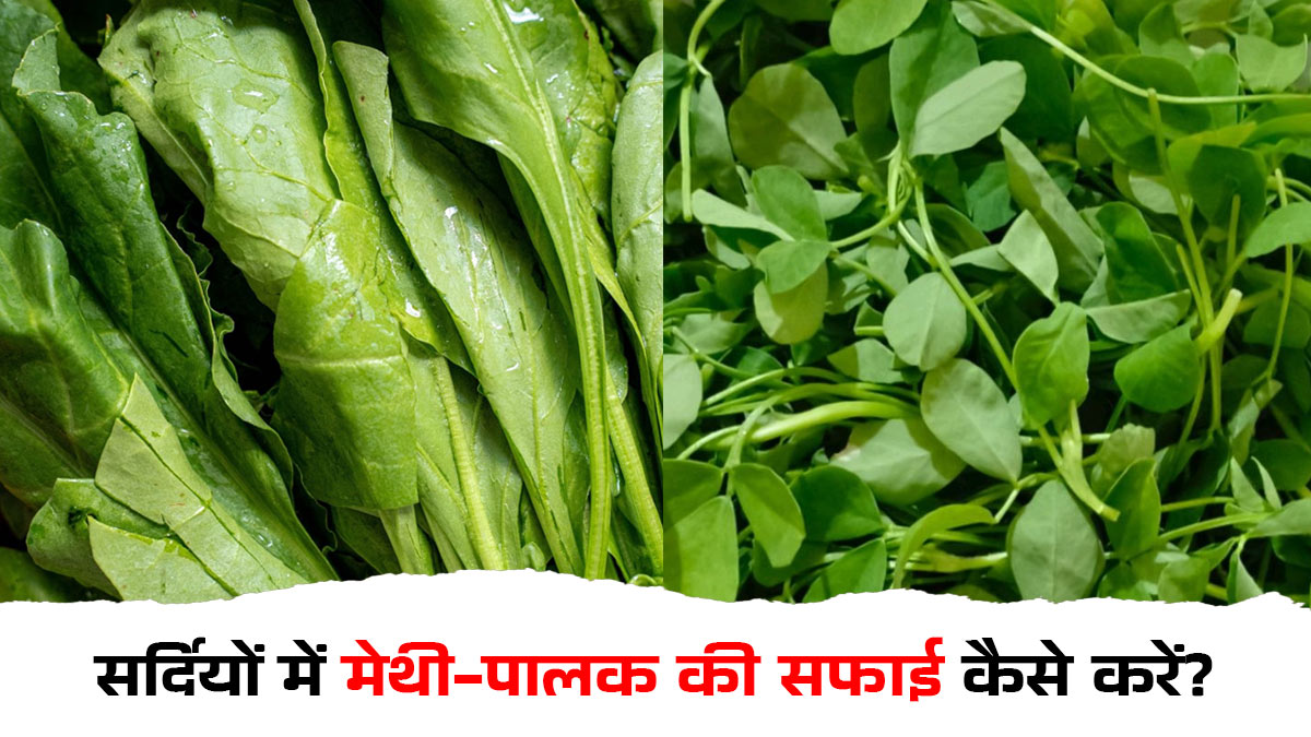 सर्दियों में भारी पड़ती है मेथी-पालक की सफाई? इस 'पेपर टॉवल' ट्रिक से मिनटों में साफ और स्टोर करें हरी सब्जियां