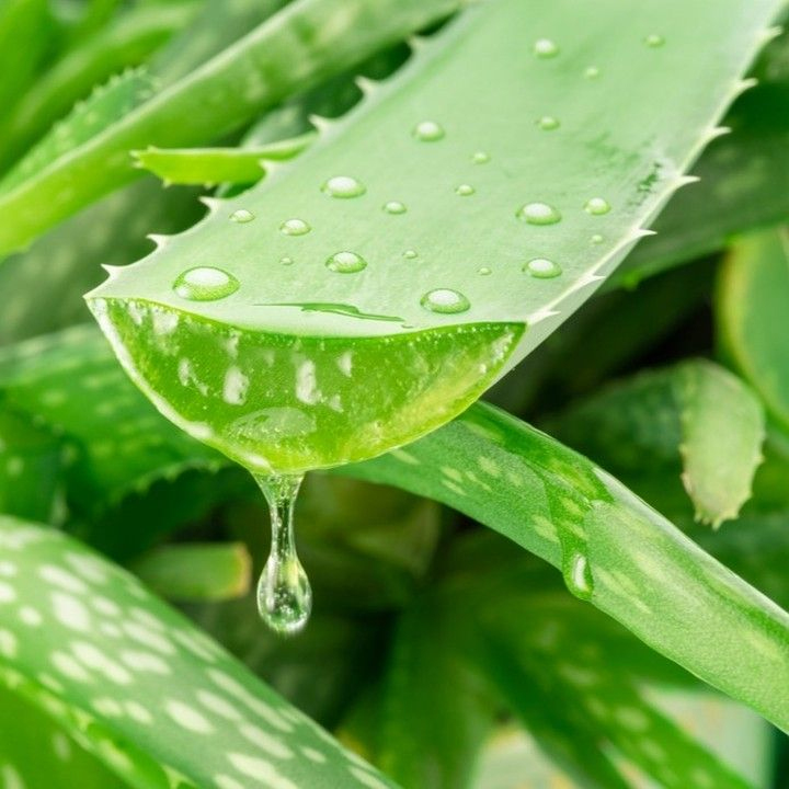 aloe vera
