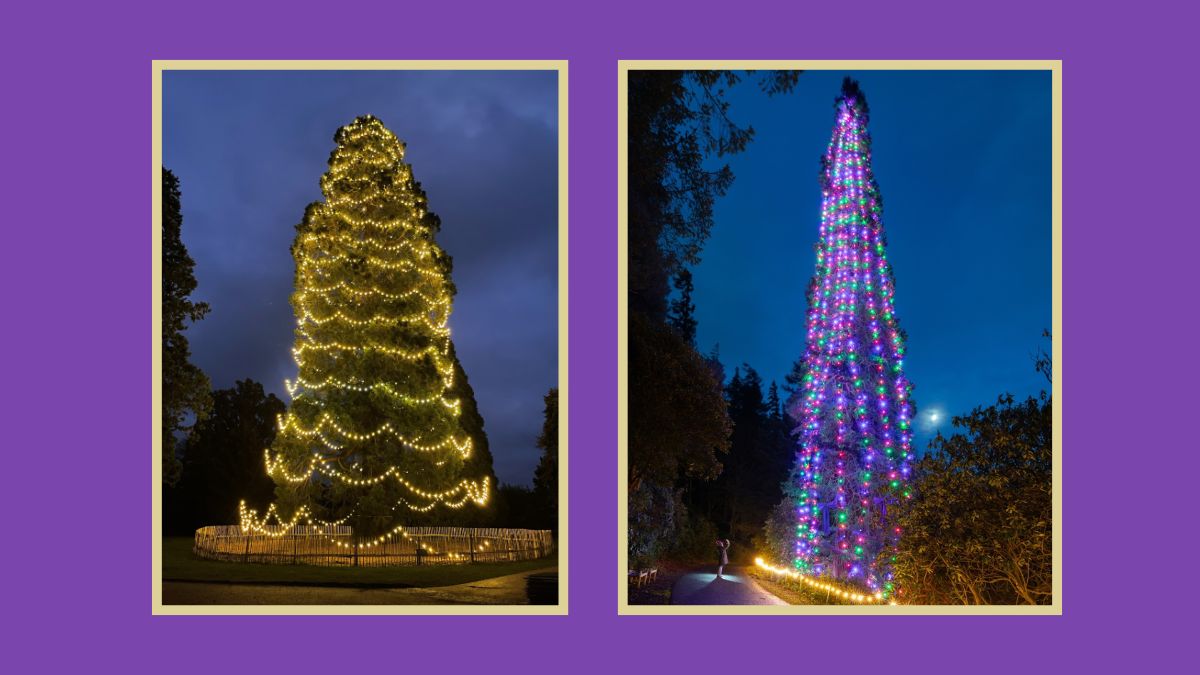 आख‍िर कहां है दुन‍िया का सबसे लंबा Christmas Tree? ऊंचाई इतनी क‍ि सजाने के लिए बुलानी पड़ती है क्रेन