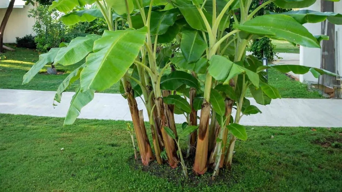 ghar mein kele ka paudha lagane ke labh