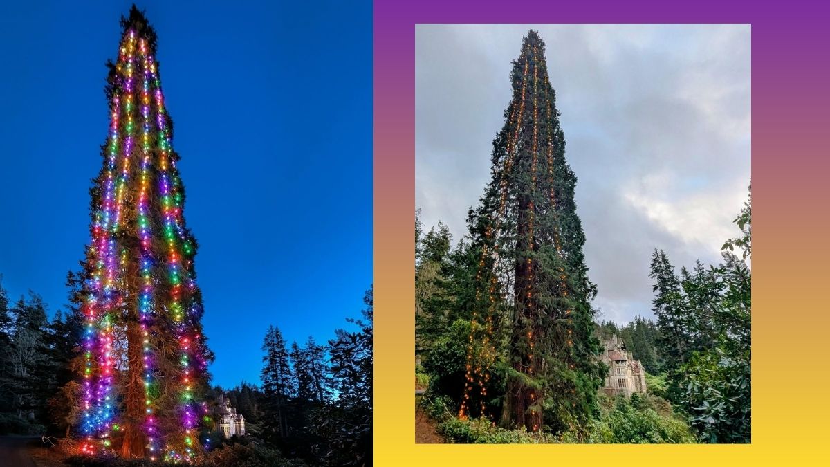worlds tallest christmas tree  (1)