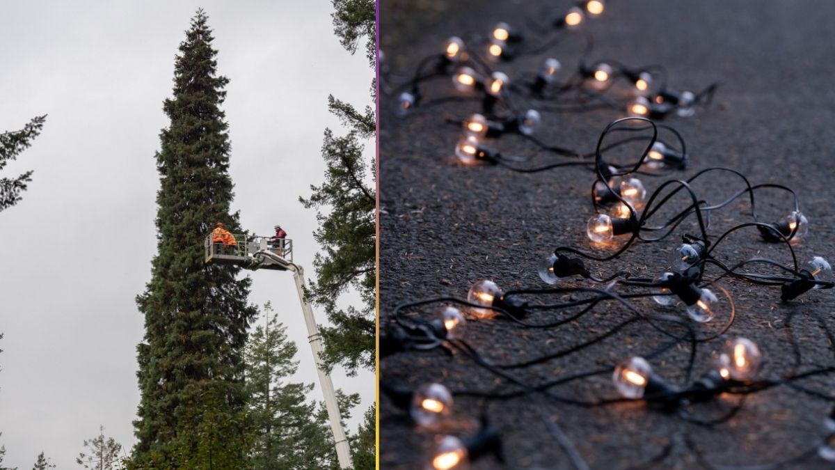 worlds tallest christmas tree  (2)